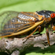 Illustration for article titled 17-Year Cicadas Horrified To Learn About 9/11